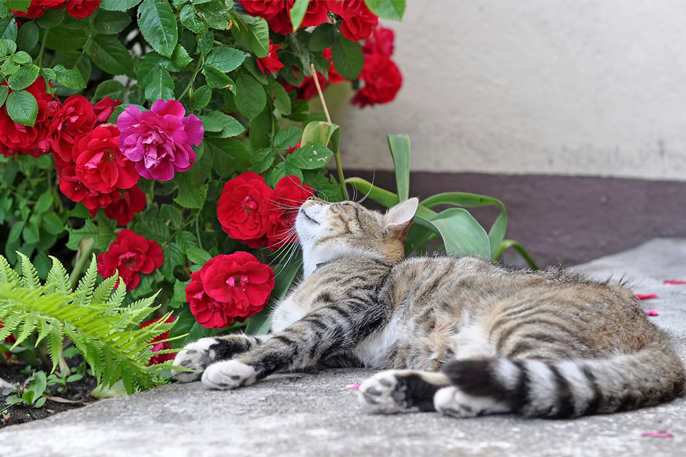 6 Toxic Houseplants for Cats