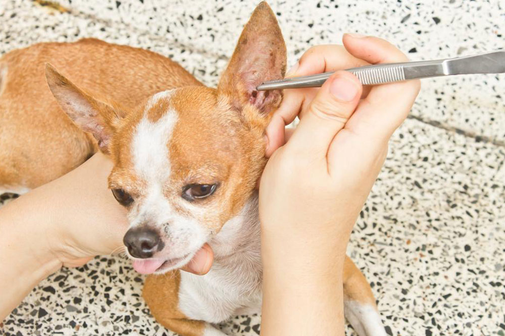 7 Natural Remedies for Fleas and Ticks in Dogs