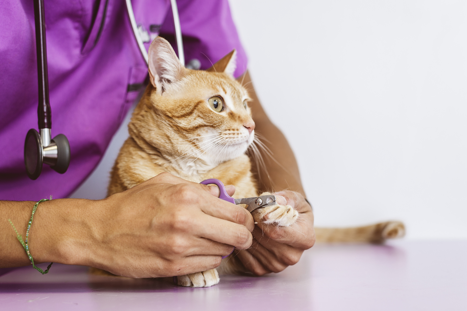 Dietary Tips for Cats with Diabetes Mellitus