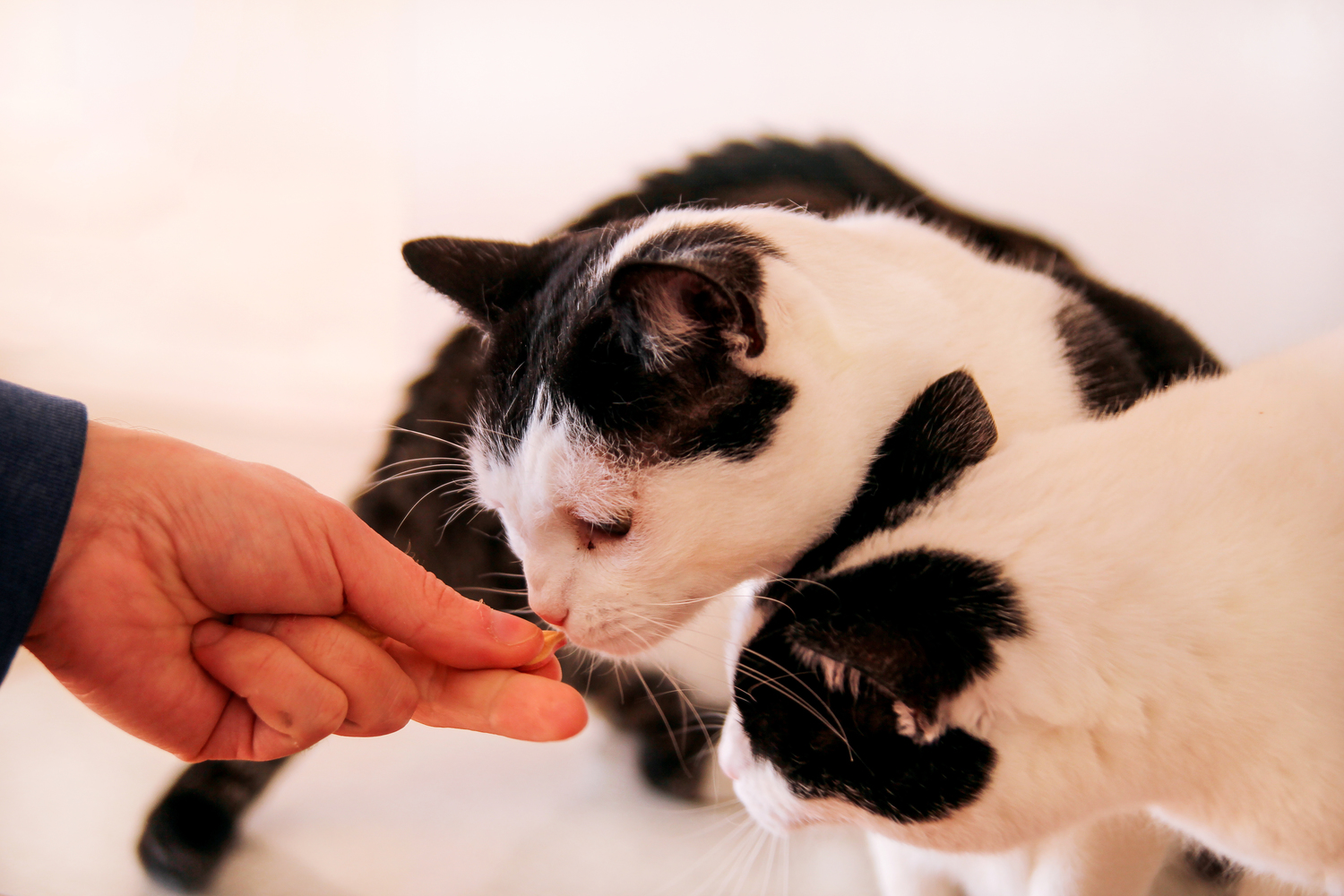 Tips for Buying Healthy Cat Treats